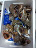 莊莊有河大連北黃海大海螺野生鮮活 海鮮貝類生鮮 大規(guī)格共9-12只 1500g 1500g 曬單實拍圖