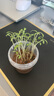 德沃多肥料小禾童種植杯套裝5個裝向日葵薄荷波斯菊牽?；S機種植觀察杯 曬單實拍圖