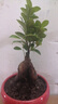 金錢(qián)榕樹(shù)盆景室內(nèi)外大型綠植盆栽老樁S型小葉人參榕包成活常青 小號(hào)榕樹(shù)（25cm高） 曬單實(shí)拍圖