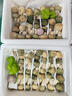 云南新鮮野生青頭菌 野生菌未開(kāi)傘骨朵 綠頭菇精選級(jí)現(xiàn)貨順豐空運(yùn) 250g野生青頭菌【優(yōu)選·未開(kāi)傘】 曬單實(shí)拍圖