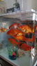 瘋狂水草（FKSC）手撕羊絨棉過濾棉魚缸專用過濾材料養(yǎng)魚空氣超濾棉高密度凈化水1m 曬單實拍圖