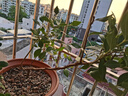 藍(lán)莓樹(shù)果苗藍(lán)莓苗盆栽地栽果苗帶大果南北方種植苗兔眼綠寶石果樹(shù) 5年苗_奧尼爾/帶葉帶土發(fā)貨 曬單實(shí)拍圖