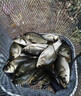釣魚手套防曬防刺防水海釣不沾餌料夏季釣魚專用路亞拌餌抓魚 【黑色均碼】防滑耐磨防刺 曬單實(shí)拍圖