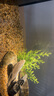 貝森（BESSN）魚缸迷你南美射燈魚缸造景小型魚缸夾燈溪流缸魚缸燈led燈防水 7W/3色可調(diào)魚缸專用南美射燈60以下魚缸 曬單實(shí)拍圖