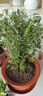 水培米竹盆栽室內(nèi)植物小葉綠植矮化竹子苗辦公桌面觀賞鳳尾竹盆景 米竹30-40厘米【小盆10棵不活包賠】 曬單實(shí)拍圖