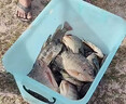 赤尾青免冰脫鹽蝦肉粉超濃腥南極磷蝦粉釣魚(yú)專(zhuān)用野釣鯽魚(yú)羅非餌料 2袋裝【快速誘食】鞏固裝 曬單實(shí)拍圖