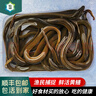 仙湖 黃鱔長魚 湖南野外生長捕捉新鮮土鱔魚 順豐包活到家 （每條1-3兩）2斤裝 曬單實(shí)拍圖