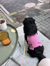 MIKI PAD狗狗衣服小型犬夏季薄款衣服戶外馬甲春秋透氣泰迪比熊可牽引 玫紅馬甲 2XL胸圍50cm（參考體重12-15斤） 曬單實(shí)拍圖