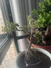 鋁絲線盆景造型專用鋁線園藝植物塑形綠植綁絲定型花卉專用線條 2.5mm*10米 曬單實拍圖