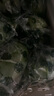 滿(mǎn)柚春無(wú)籽青檸檬塔西提薄皮多汁香水檸檬小青檸奶茶店專(zhuān)用 海南香水2斤大果單果80-120克 曬單實(shí)拍圖