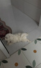 比熊幼犬純種比熊韓系比熊小體長(zhǎng)不大茶杯犬飛耳比熊小型犬活體狗 寵物級(jí) 曬單實(shí)拍圖