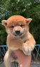 馨萌宣純種拉布拉多幼犬活體寵物狗狗雙血統(tǒng)黑色拉布拉多狗狗 寵物級(jí) 隨機(jī)款 母 曬單實(shí)拍圖