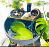 花沃里花盆古法魚(yú)缸碗睡蓮盆 塑料加厚大號仿陶瓷盆一葉蓮水培荷花盆40# 曬單實(shí)拍圖