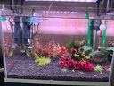 瘋狂水草亞馬遜水草泥和種子 魚(yú)缸水草泥造景套餐水草缸底砂底沙 水藻泥2L 曬單實(shí)拍圖