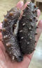 君旺海鮮 開袋即食海參高壓遼刺參大連特產(chǎn)冷凍送禮海產(chǎn)干貨獨(dú)立裝家庭裝 12頭左右/500g 曬單實(shí)拍圖
