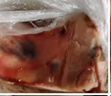 沃典 國產(chǎn)谷飼黃牛原切牛肋排段 凈重4斤 牛肉生鮮燉煮牛排骨源頭直發(fā) 曬單實(shí)拍圖