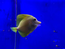 DAIWA達億瓦 DQ-8021 釣魚(yú)偏光鏡眼鏡夾片 男士太陽(yáng)鏡鏡片 戶(hù)外運動(dòng) 亮灰色 L 曬單實(shí)拍圖