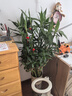 臨雅大型富貴竹水培植物客廳水養大號盆栽節節高粗桿室內好養活綠植物 富貴竹1.3m【10支帶根】 曬單實(shí)拍圖