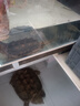 泥鰍苗鮮活喂養(yǎng)寵物釣魚龍魚活餌烏龜飼料泥鰍養(yǎng)殖淡水觀賞魚垂釣 8-10cm 200條10%路損 曬單實拍圖