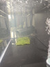 水草套餐三角莫斯淡水松茸火焰垂淚莫斯前景草沉木魚(yú)缸水族箱造景 大三角莫斯7.5cmx7.5cm兩片 曬單實(shí)拍圖