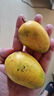 小臺農(nóng)芒果 熱帶當(dāng)季新鮮水果整箱 小臺農(nóng)芒果2斤單果80g+ 曬單實拍圖