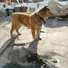 栓狗鐵鏈子大型犬304不銹鋼鐵鏈子狗加粗加長(zhǎng)中小型犬防咬狗鏈子 3mm粗2米長(zhǎng) 曬單實(shí)拍圖