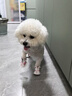 MDUG狗狗鞋子夏季不掉腳外出防臟小型犬不掉鞋子耐磨透氣舒適鞋四季款 紅色3號碼【體重5-8斤】 曬單實(shí)拍圖