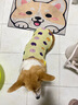星舵狗狗衣服夏天防掉毛大型犬戶外夏季防曬衣金毛薄款防蟲透氣背心 黃色熊頭6XL(胸圍92cm 60-80斤) 曬單實拍圖