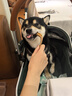 瘋狂小狗狗糧幼犬成犬全價(jià)糧10kg 金毛泰迪中大型小型通用鴨肉梨20斤 曬單實(shí)拍圖