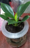 綠有意金鉆盆栽植物水培綠植花卉多肉辦公室內去吸除甲醛鉑金鉆綠公主 網(wǎng)紅新品】3顆金鉆繁星吸水盆+肥 含盆 曬單實(shí)拍圖