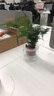 惜林園 水培綠植植物盆栽花卉 桌面室內(nèi)凈化空氣小盆栽 文竹 帶盆發(fā)貨 曬單實(shí)拍圖