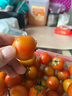 青色圣女果新鮮綠寶石小番茄500g櫻桃西紅柿水果西餐沙拉食材 1000g 中果 曬單實(shí)拍圖