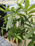 貓人兒童內褲男童夏季薄款冰絲平角褲青少年男孩學(xué)生網(wǎng)眼四角短褲 150 曬單實(shí)拍圖