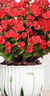 鐵海棠盆栽花卉室內(nèi)盆景綠植四季開花虎刺梅辦公陽臺(tái)花卉開花植物 【爆花發(fā)貨】特級(jí)大盆鐵海棠（郁金香瓷盆） 曬單實(shí)拍圖