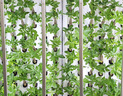 農(nóng)副倉(cāng)室內(nèi)種植機(jī) 種植墻 智能種菜 家庭種菜 養(yǎng)花 無土栽培 有機(jī)種植 旗艦款 曬單實(shí)拍圖