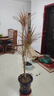 雅致千年木綠植客廳大盆栽室內(nèi)植物七彩鐵花卉1.3-1.5m原盆源頭直發(fā) 曬單實(shí)拍圖