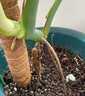 悠梵萌椰棕棒可拆卸金線爬藤柱桉木43cm綠蘿植物攀爬桿苔蘚棒3支裝 曬單實(shí)拍圖