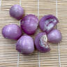 南步東北毛蔥頭 吉林特產(chǎn)干香笨毛蔥鬼子珠蔥小圓蔥紅蔥頭水果小洋蔥 1斤 精選中蔥【單蔥2-3cm】 曬單實(shí)拍圖