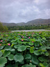 花財主大型盆栽綠植 檸檬樹鴨腳木發(fā)財樹天堂鳥綠植室內(nèi)客廳大盆栽 橡皮樹1.6-1.8米【圓柱盆】 含盆 曬單實拍圖