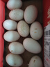 鵝蛋新鮮正宗散養土鵝蛋雙黃鵝蛋孕婦寶寶一整箱現撿現發(fā) 12枚 120-150雙簧居多 曬單實(shí)拍圖
