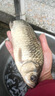 曲柄金袖有刺無(wú)刺魚(yú)鉤套裝正品綁好子線成品雙鉤防纏繞野釣鉤 曲柄有刺【3子線0.8+4子線1.0】 曬單實(shí)拍圖