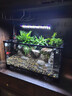 西游水族烏龜缸超白玻璃生態(tài)造景龜魚缸一體混養(yǎng)生態(tài)缸客廳專用家用飼養(yǎng)缸 50雨林豪華全套【缸+做好成品發(fā)貨+設(shè)備】 曬單實(shí)拍圖
