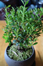 八芽 小葉赤楠盆景擺件室內(nèi)綠植花卉盆栽老樁客廳辦公室桌面好養(yǎng)植物 （【熱銷款】舍得紫砂盆赤楠+苔蘚+底座） 曬單實(shí)拍圖