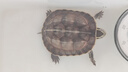 寸金（INCH-GOLD）水龜深水龜飼料100g 底棲龜麝香龜泥土龜?shù)褒敿Z 下沉型 曬單實拍圖