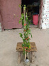 泰西絲紅木香花苗爬藤花卉盆栽庭院不含盆 紅木香約50-80CM 源頭直發(fā) 曬單實(shí)拍圖