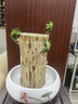 旭力巴西木大號(hào)水培植物幸運(yùn)木室內(nèi)桌面盆栽客廳格魯特綠植花卉 高壯款（直徑9-10高20cm） 裸根不帶土 曬單實(shí)拍圖