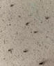 譙清溢呋蟲胺500ml 殺蟲劑噴霧跳蚤螞蟻臭蟲床虱家用床上可用貓狗家庭 曬單實(shí)拍圖
