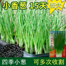 【春菜】耐熱耐寒四季小香蔥種子易種盆栽蔬果種籽 四季小香蔥【易種】沾土發(fā)芽 【四季可種】原裝精選1包約800粒 曬單實(shí)拍圖