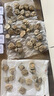 筏芯三葉蟲化石王冠魚樹古生物原石天然考古標(biāo)本客廳桌面創(chuàng)意擺件飾品 WGC-010（L） 曬單實(shí)拍圖