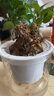幼兒園植物小盆栽含羞草盆栽室內(nèi)趣味花卉四季害羞草陽臺(tái)植物學(xué)校 10cm左右含羞草【早安吸水盆】+肥料 含盆 曬單實(shí)拍圖